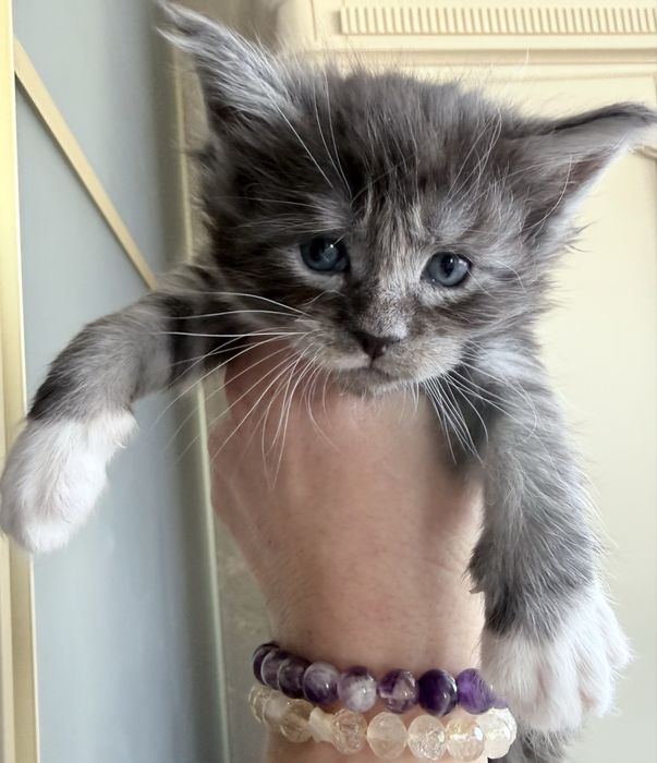 Розкішний велитень мейн кун MAINE COON рідкісний срібло