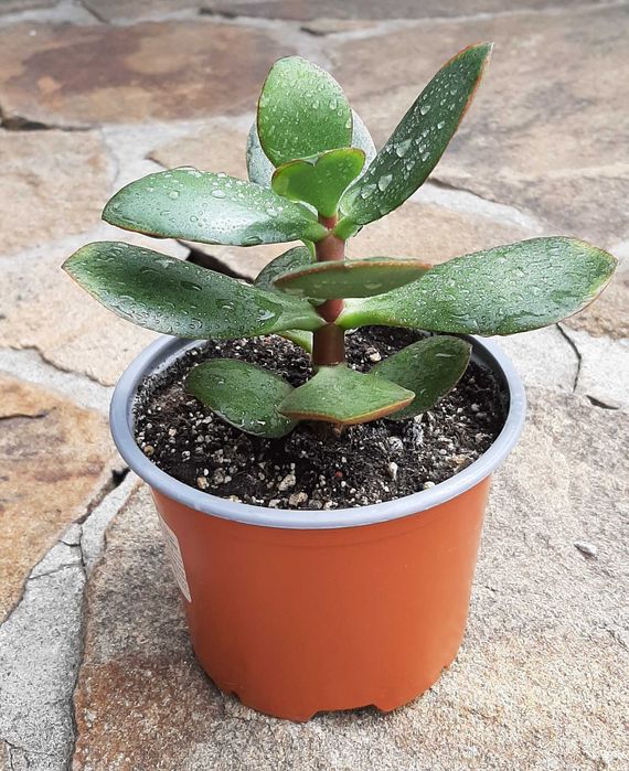 Красула Нишики Кагетсу