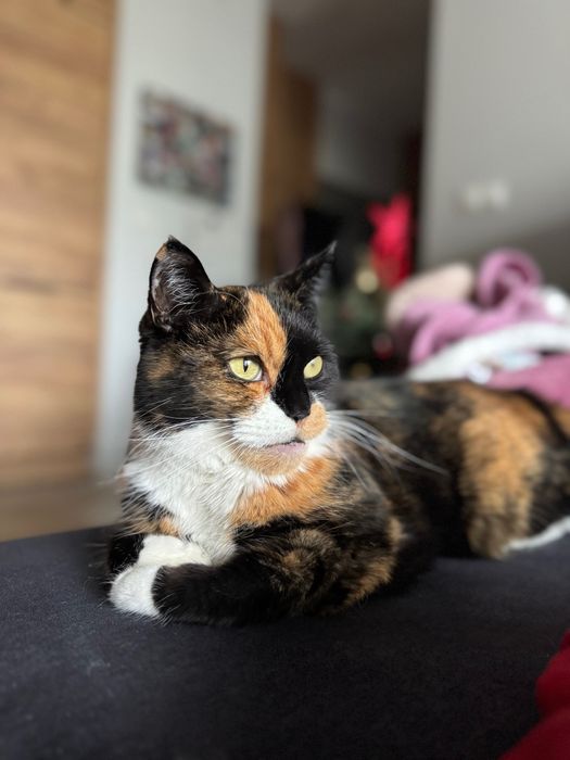 Kotka przytulas szuka domu