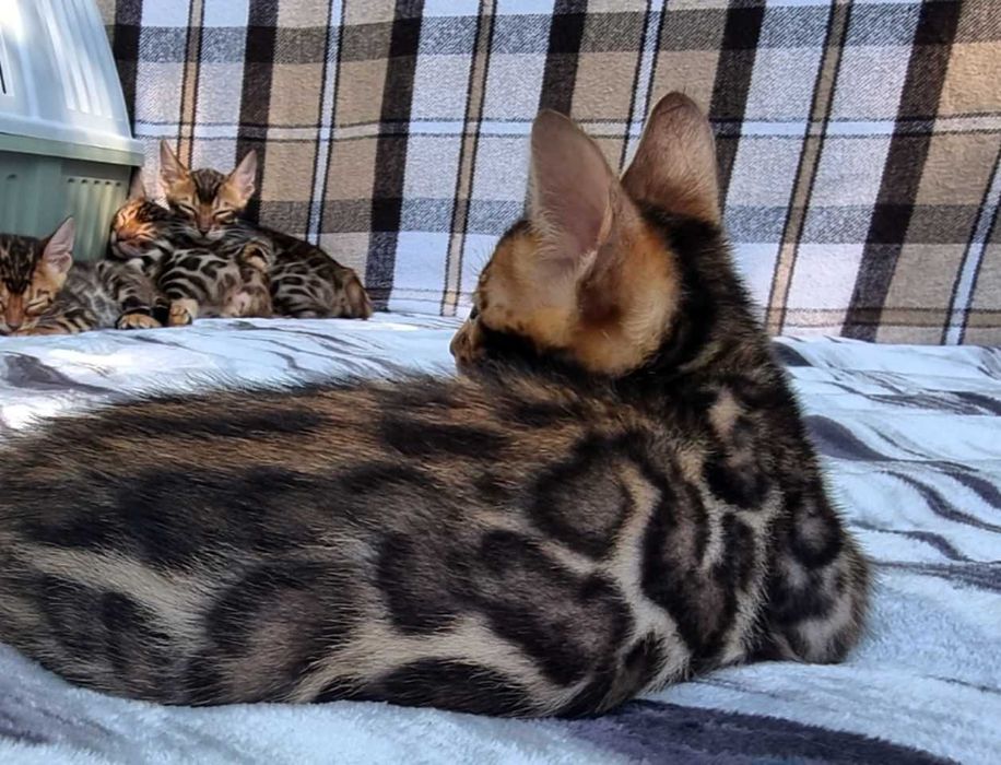 Бенгальський хлопчик BENn24 класичний