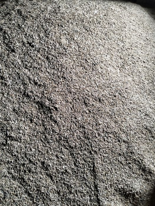 Sprzedam owies tegoroczny