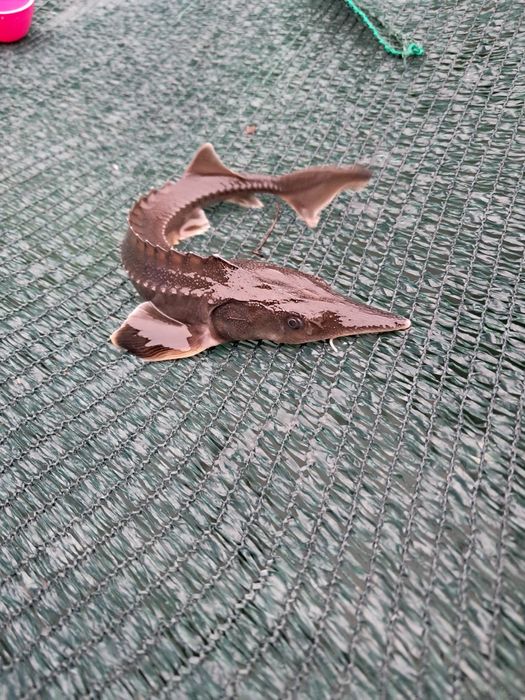 Рибна ерма вирощує осетр (Ленка)