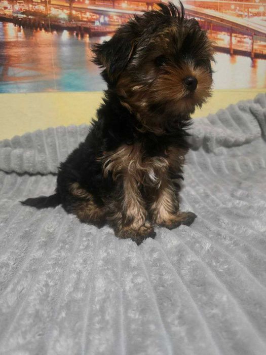 продам цуценят йоркширського  тер'єра