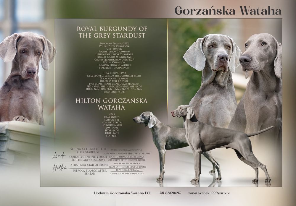 Wyżeł weimarski ZkwP/FCI