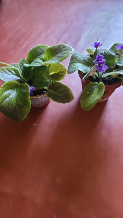 Продам детки фиалок