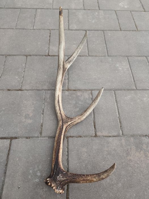 Zrzut jelenia poroże