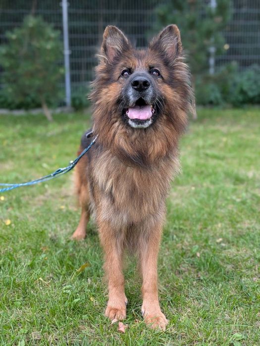 Bramba - cudwona suczka owczarek niemiecki do adopcji!