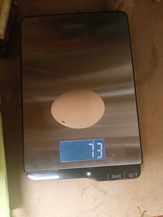 JAJKA swojskie WIELKIE niska cena DOWÓZ