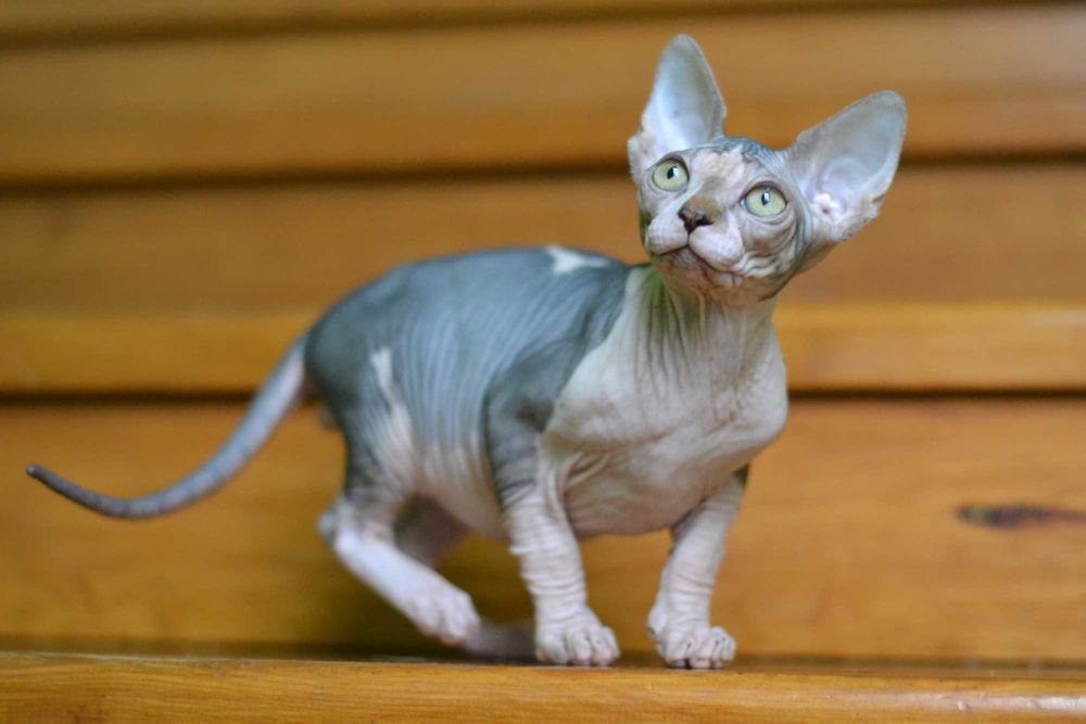 Канадский  сфинкс