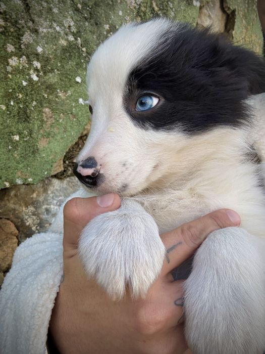 Excelente menio border collie olho azul