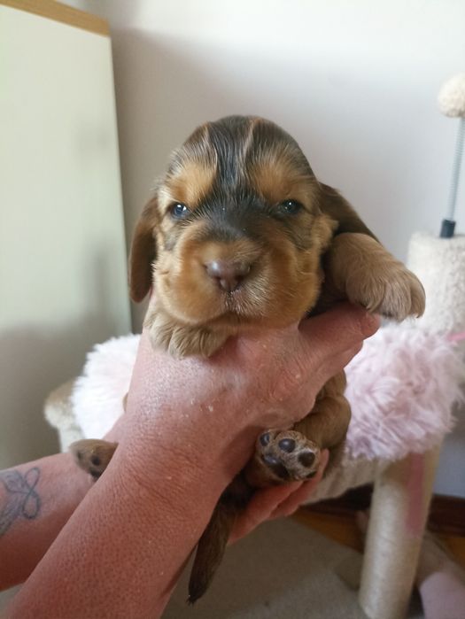 Cocker spaniele rezerwacja