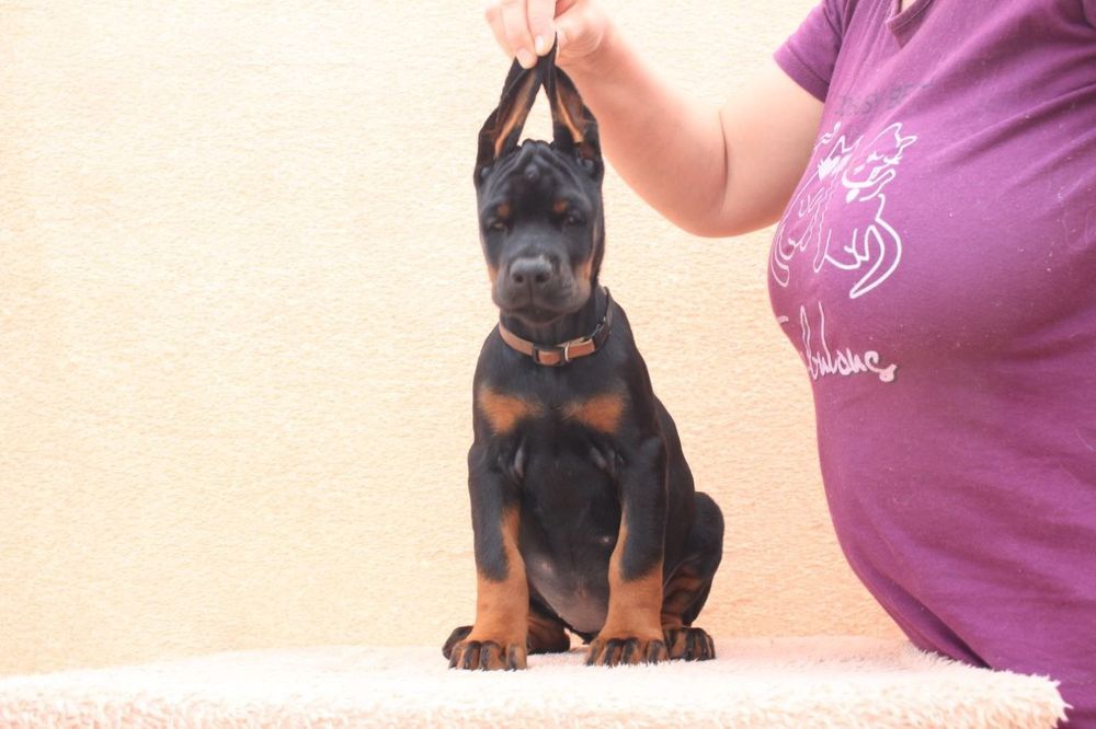 Щенки добермана, цуценята добермана, ТОП доберман, доставка, купировка