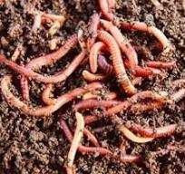 продам червя порционно