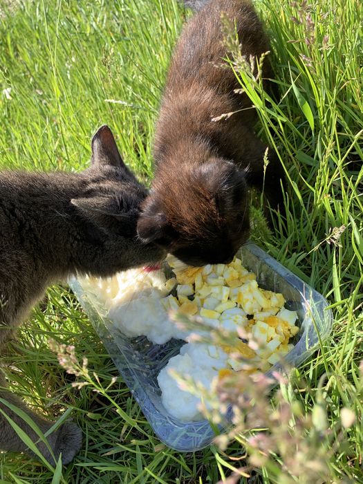 Віддам кошенят в хороші руки