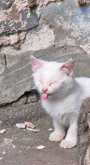 Отдам белого котенка, мальчик, 2,5 месяца