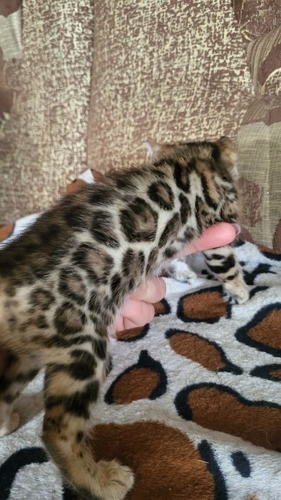 Бенгальские котята wcf.