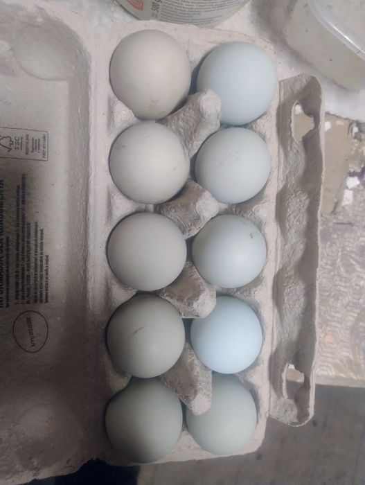 Jajka zielononóżki