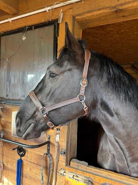 Wałach Śląski - 5 lat - chodzący pod siodłem