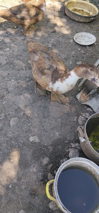 Продам індокачок