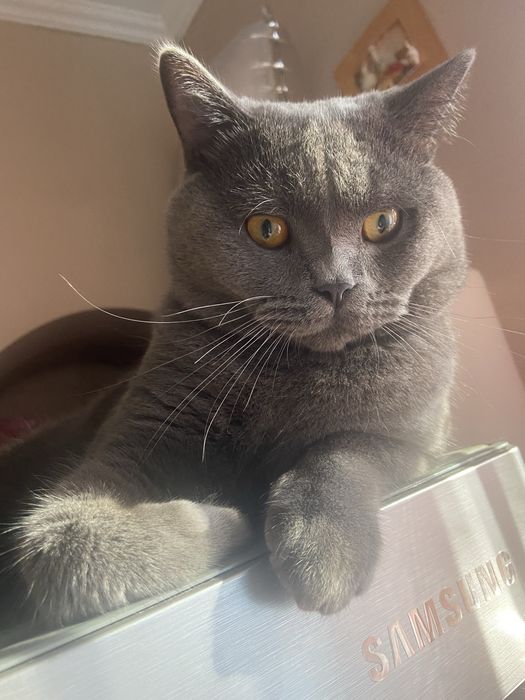 Шотландець прямовухий. Вязка