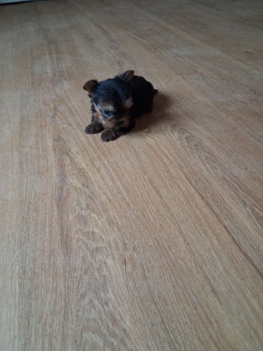 Yorkshire ( miniatura) macho