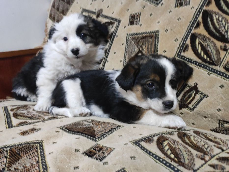 Малесенький песик- дівчинка красуня шукає свою сім'ю!