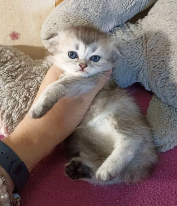 Висловуха дівчинка. Кошеня. Котенок