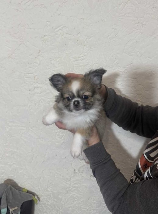 Ніжна і дуже лагідна дівчинка чихуахуа.