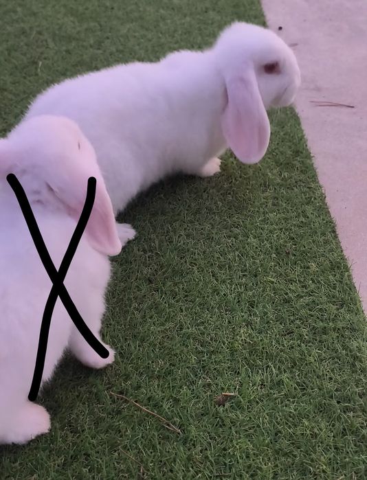 Coelhos orelhudos Albinos
