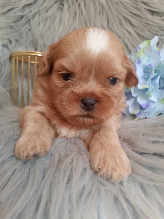 Przepiękny piesek rasy Shih-Tzu