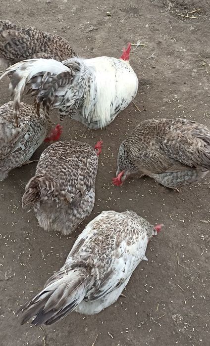 Яйце інкубаційне Бірківська Барвиста Бірки