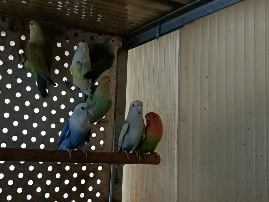 Agapórnis Rosecolis