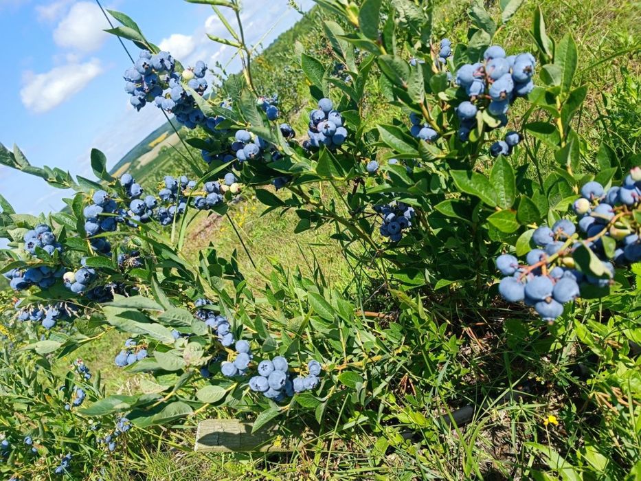 Продаю діючий готовий бізнес -поле з лохиною