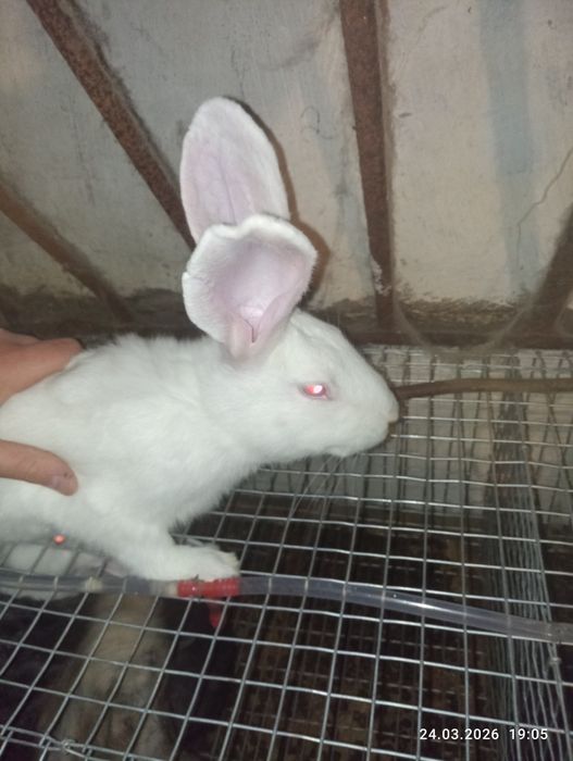 Продам хорошого самця на плем'я