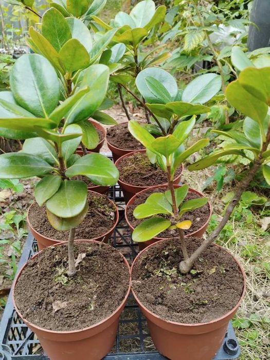 Rafiolepis / Rosinha da Índia - planta em vaso