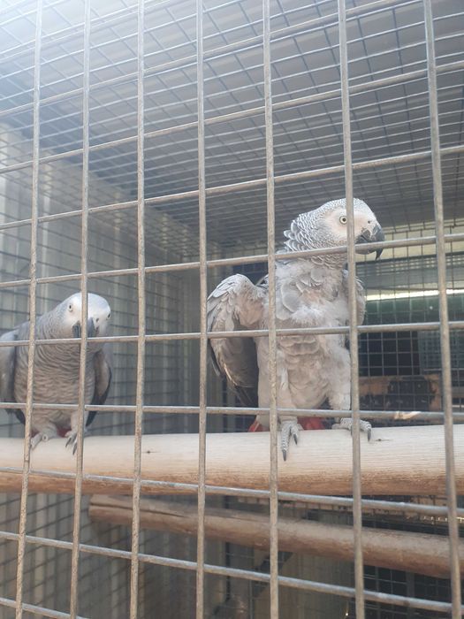 Vends de lote de casais de papagaios cinzentos reprodotores