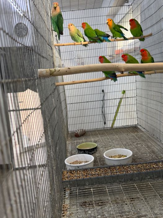 Agaponis rosicollis longfettars várias aves aves de linha de exposição