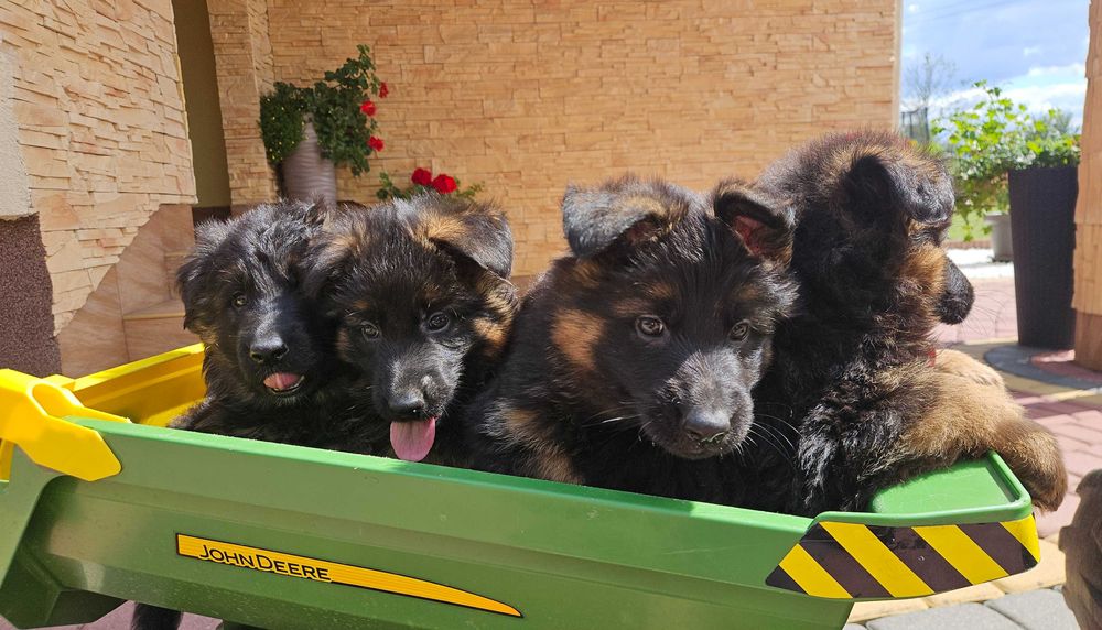 Owczarek niemiecki długowłosy