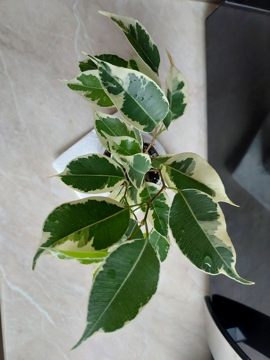 Фікус Бенджаміна Твілайт