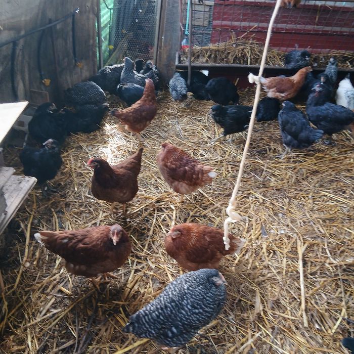 Vendo galinhas poedeiras