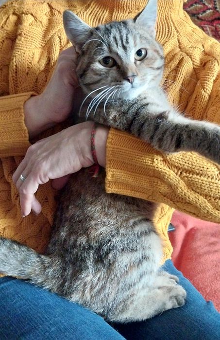 Сестрички кошенята чекають на господарів