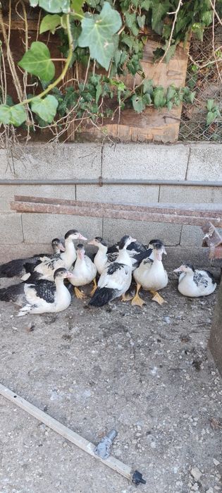 Criação cazeira de 2 idades