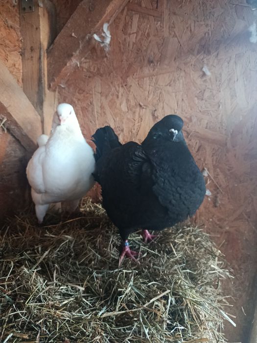 Gołębie kingi.   .