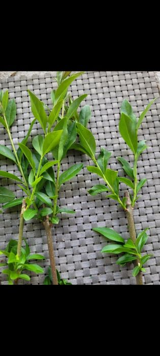 Ligustr zimozielony atrovirens 30cm + ostatni tydzień promocji