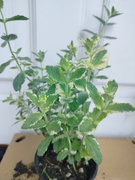 Zioła ekologiczne mięta oregano szałwia ananasowa