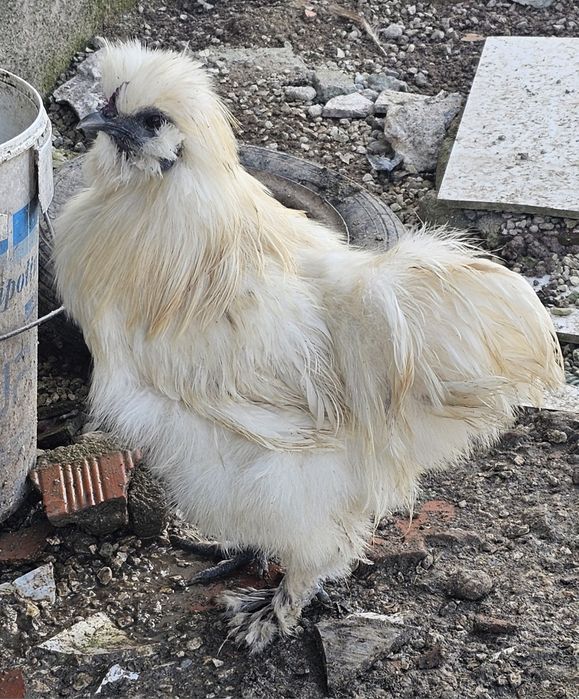 Galos Várias Raças