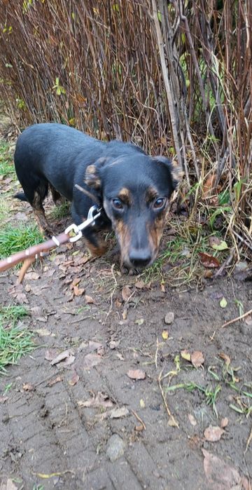 Kminek - młodziak, ala jamnik