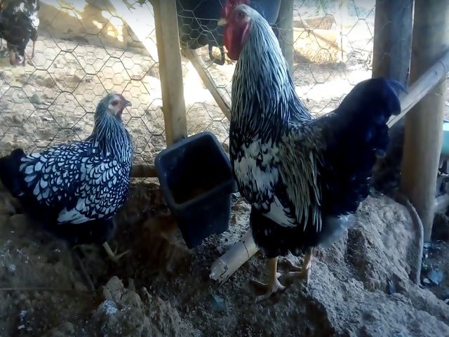 Інкубаційне яйце. Порода Віандот срібло.