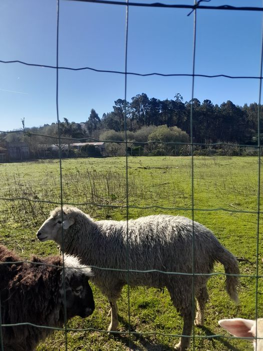Vendo Carneiro  | Páscoa