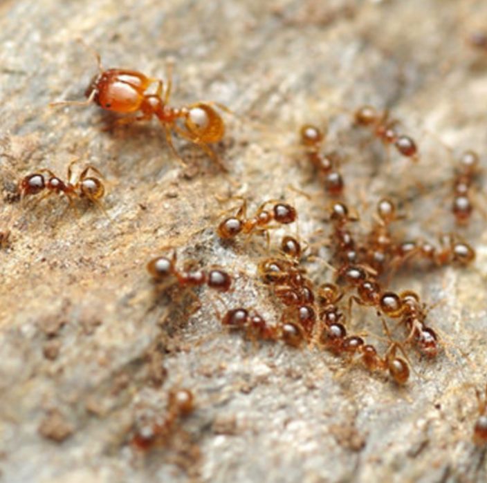 Экзотические муравьи Pheidole pallidula  с рабочими для муравьиной фермы! Корм в подарок!